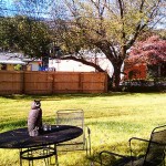 NativeBackyard1