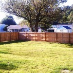 Nativebackyard2