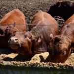 Beefing up to handle spent grain from Asheville-area breweries