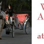 Asheville Horse & Carriage Tours launches in downtown